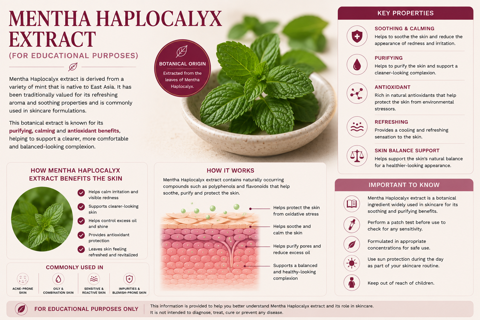 Mentha Haplocalyx botanical graphic